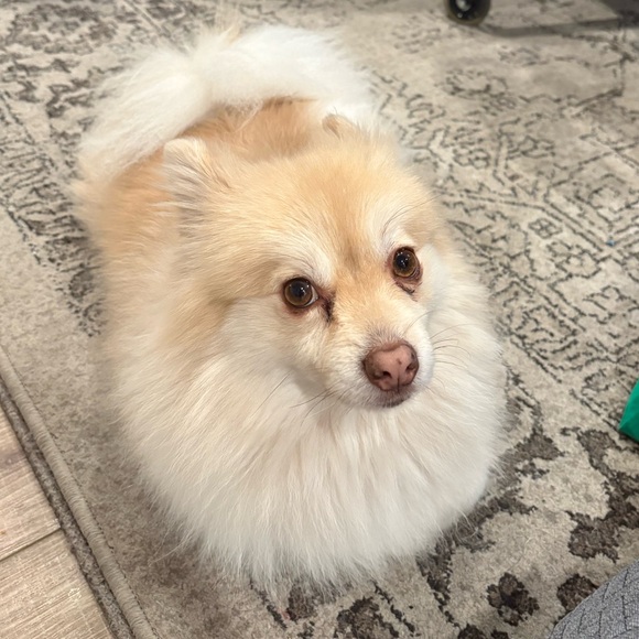 Meet your Posher, Patricia - Picture 2 of 2